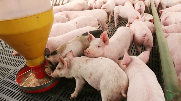 Necesidades nutricionales de los cerdos - Infopork
