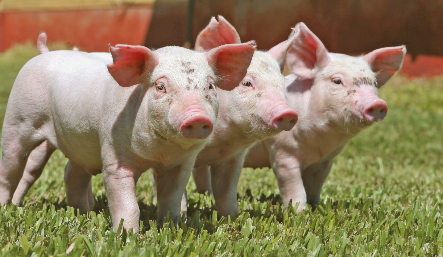 Infopork | Dosis crecientes de Ronozyme® HiPhos en dietas de cerdos mejoran  el crecimiento diario y tejido magro en las fases de crecimiento y  finalización