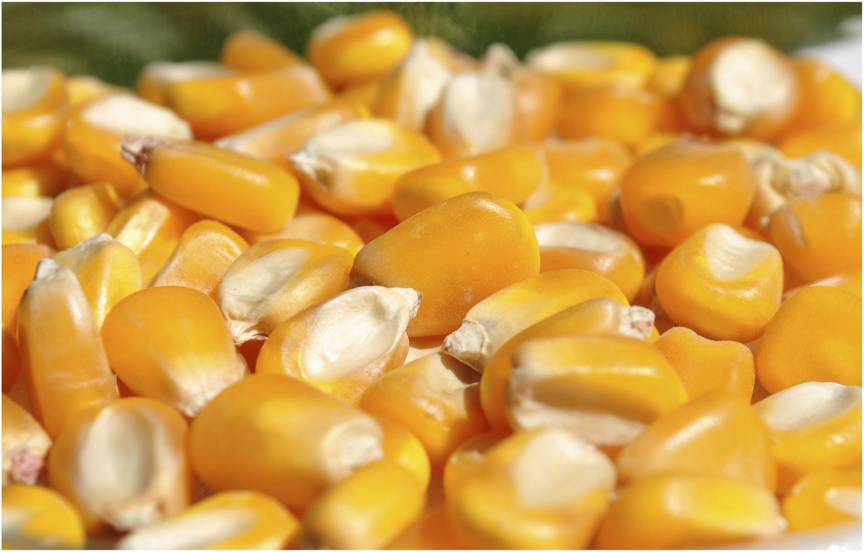 Infopork | Desarrollarán maíz de alta productividad en Misiones y Corrientes